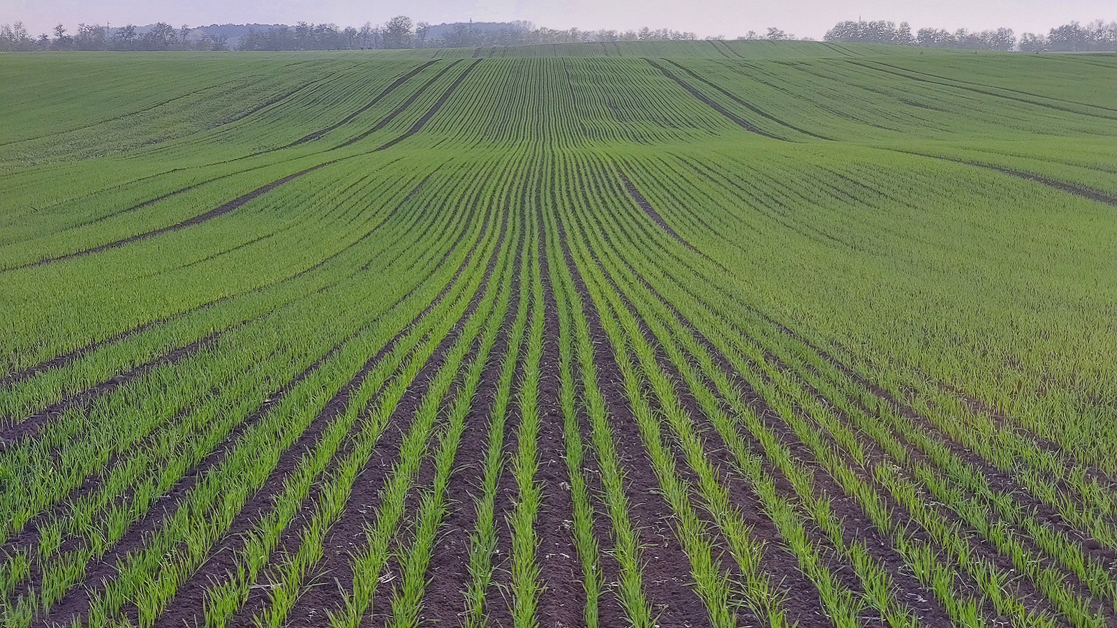  Minőségi búzatermesztés - Lombtrágyák,biostimulátorok 