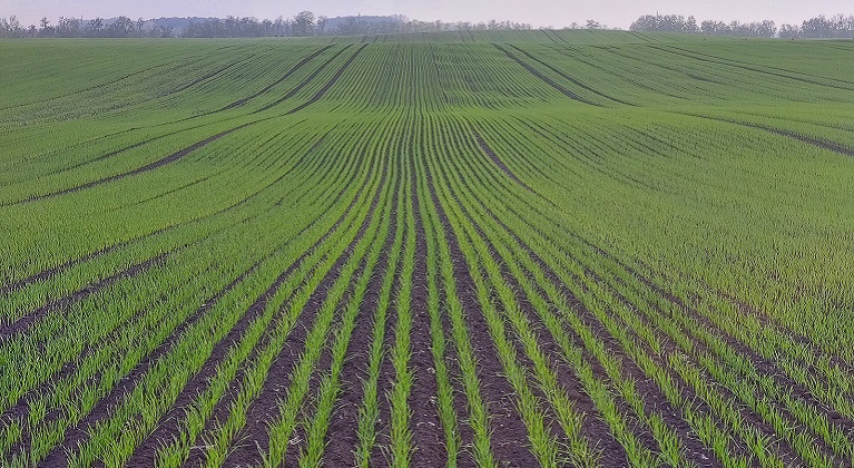  Minőségi búzatermesztés - Lombtrágyák,biostimulátorok 